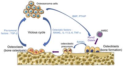 Transforming Growth Factor-β Signaling Plays a Pivotal Role in the Interplay Between Osteosarcoma Cells and Their Microenvironment